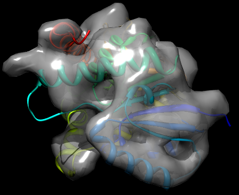 EM fit of TvLDH structure